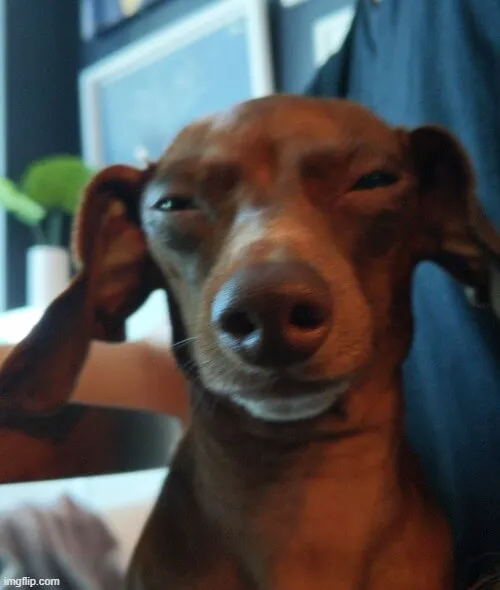 Meme chế chú chó lườm lườm hài hước bá đạo