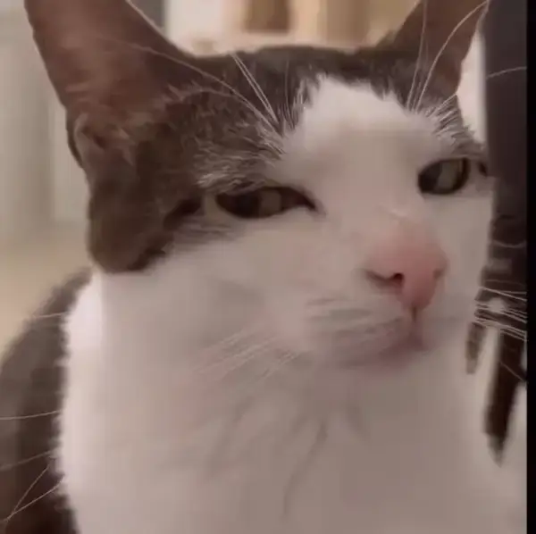 Ảnh meme mèo hài hước ánh mắt nghi ngờ