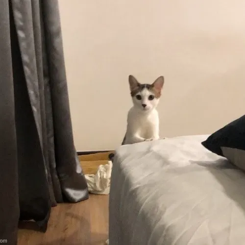 Meme mèo hài gương mặt nghi ngờ bá đạo