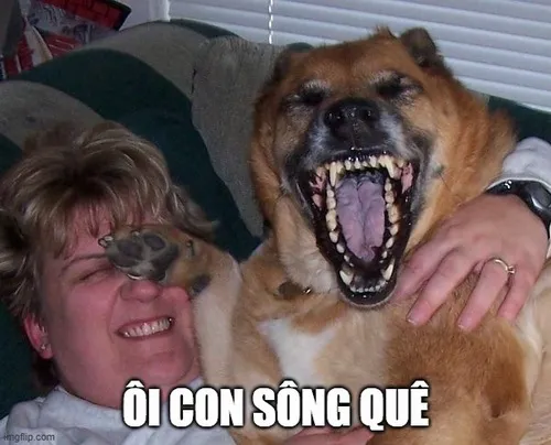 Meme hài biểu cảm quê lan TikTok khiến dân mạng xỉu