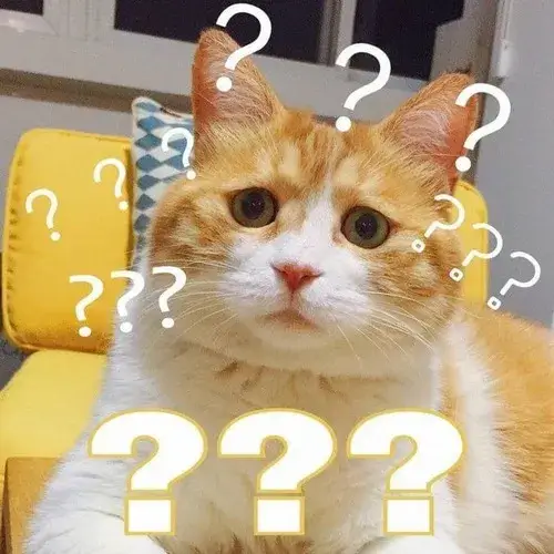 Khoảnh khắc mèo suy nghĩ đăm chiêu