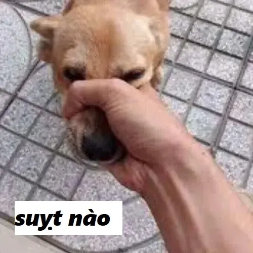 Khi một bức ảnh “im lặng” khiến ai cũng phải bật cười