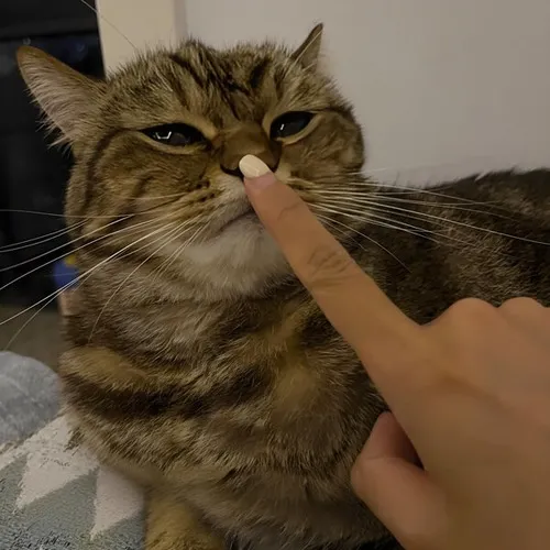 Meme mèo Suỵt nhé cách GenZ dùng meme để nói thay cảm xúc