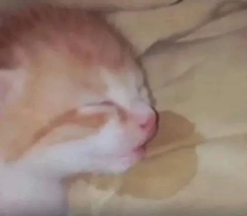 34 Meme mèo hài hước ánh mắt long lanh nhìn idol biểu diễn