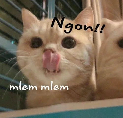1 Meme mèo chảy nước miếng thể hiện cảm xúc “thèm thuồng”