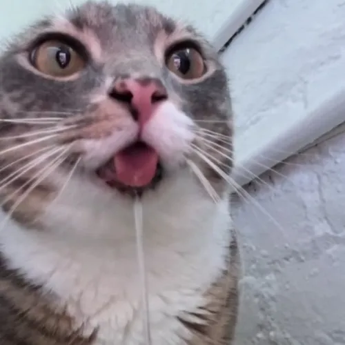 8 Ảnh chế khuôn mặt mèo há hốc miệng khi thấy đồ ăn ngon.