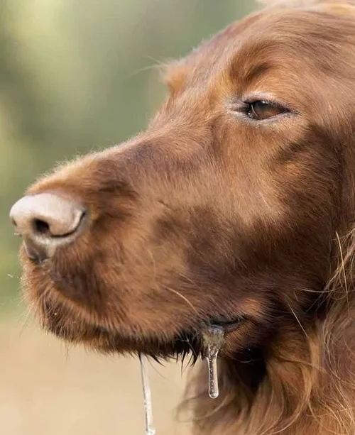 Meme chó chảy nước miếng: khi cảm xúc vượt khỏi giới hạn lý trí Meme chó chảy nước miếng: khi cảm xúc vượt khỏi giới hạn lý trí