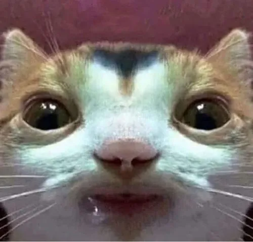 3 Meme hài mèo chảy nước miếng