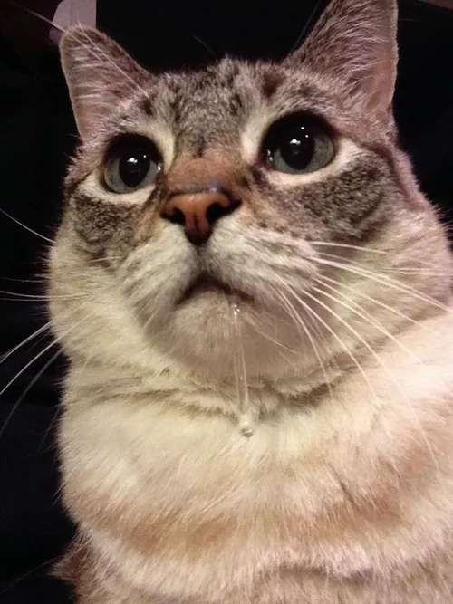 Khi khuôn mặt không nói dối: meme mèo chảy nước miếng gây sốt mạng Khi khuôn mặt không nói dối: meme mèo chảy nước miếng gây sốt mạng