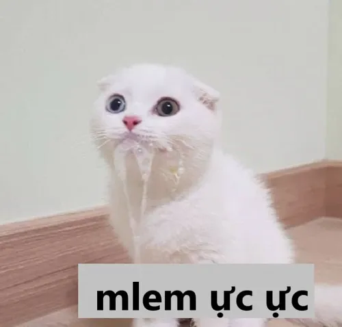 30 Meme chế mèo với miệng chảy nước miếng nhưng vẫn cute