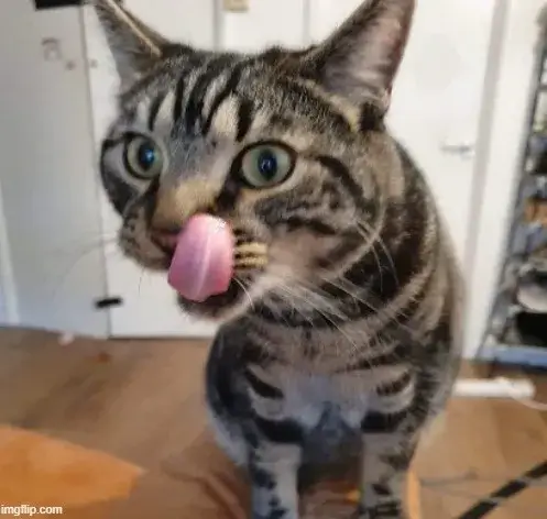 Meme chế dáng nghiêng quyến rũ làm người xem không thể rời mắt.