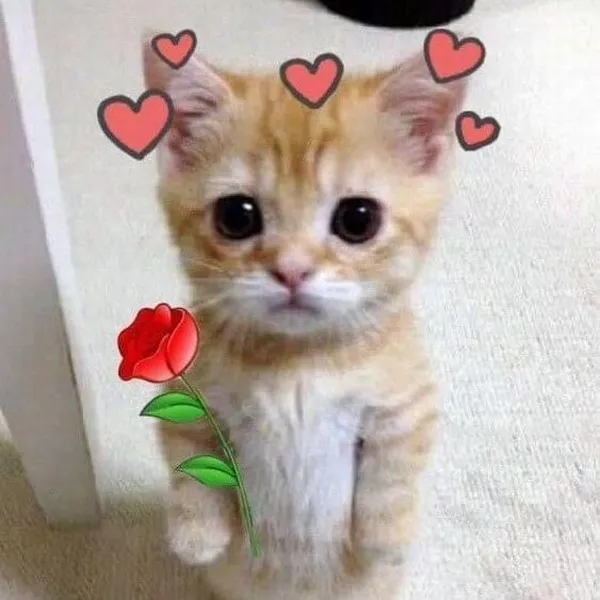 Meme dễ thương khi người yêu gửi ảnh selfie