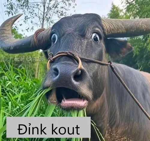 Khi dân mạng biến lời khen thành trò vui với meme tuyệt đỉnh