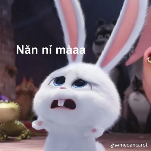 35 Meme chế biểu cảm cầu xin nhẹ nhàng, vừa thật vừa hài.