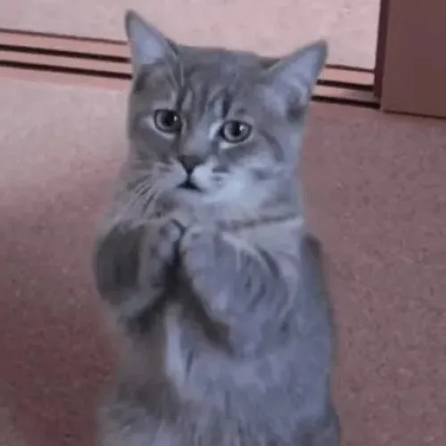 36 Ảnh chế biểu cảm ngượng ngùng nhưng toát lên sự chân thành.