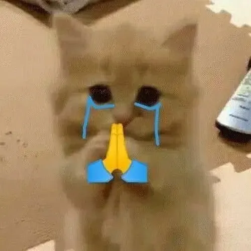 44 Ảnh chế mèo biểu cảm giấu nụ cười gượng, ánh nhìn mong manh.