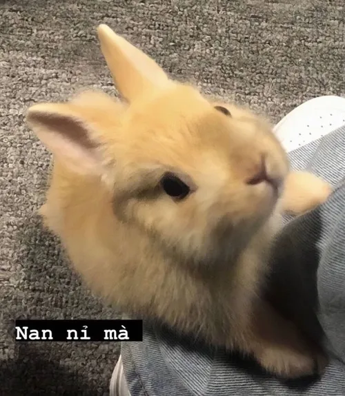 33 Meme năn nỉ với cử chỉ cúi đầu chậm rãi thể hiện thành ý.