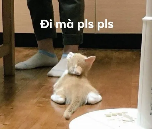 34 Ảnh troll ánh mắt long lanh như chứa cả trời tha thiết.