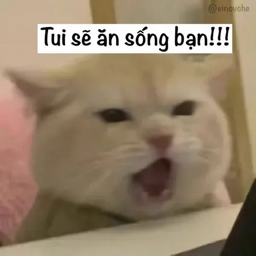 Ảnh này xứng đáng có chỗ trong bảo tàng meme thế giới.