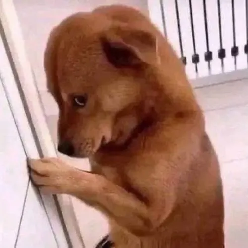 Ảnh meme xấu hổ khiến người xem thấy chính mình trong đó