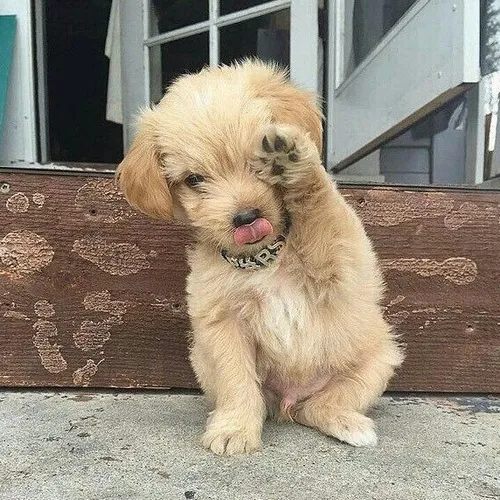 Bộ ảnh meme xấu hổ khiến dân mạng vừa cười vừa thương