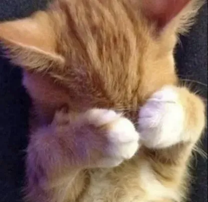 Meme mèo xấu hổ đỏ mặt khi bị bóc phốt công khai