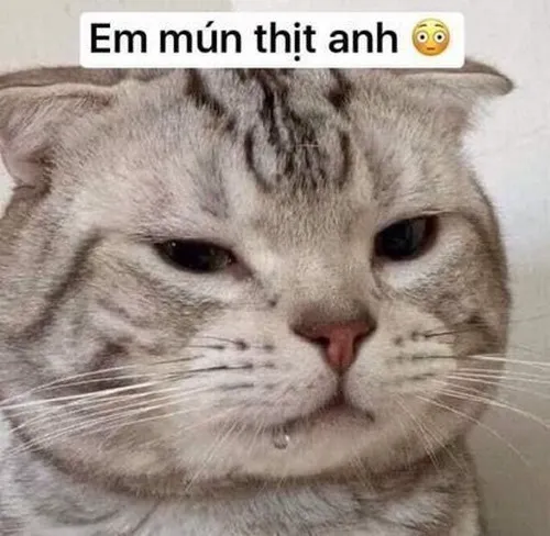 Mlem – thứ ngôn ngữ cảm xúc ngắn gọn nhưng đầy uy lực