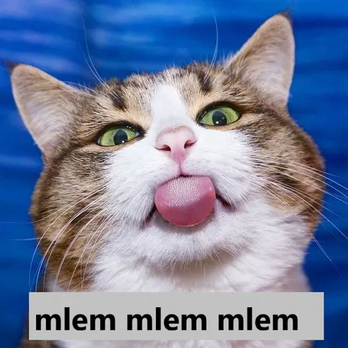 Hình troll mèo mlem nhìn pizza phô mai tan chảy cực cuốn.