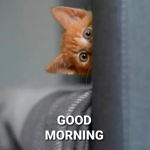 150+ Meme Chào Buổi Sáng vui vẻ hài hước cho một ngày mới ngập tràn năng lượng