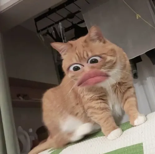 Top 160+ Ảnh Chế Meme Mèo Bựa cực hài lầy lội khiến dân mạng gọi là “trùm cà khịa”