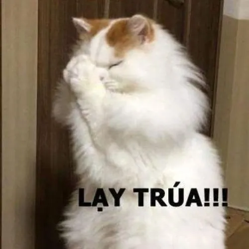 Ảnh meme vui mèo cosplay khiến ai cũng bật cười