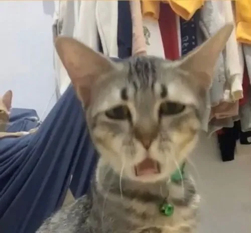 Hình chế mèo nhây mang phong cách cà khịa tinh tế