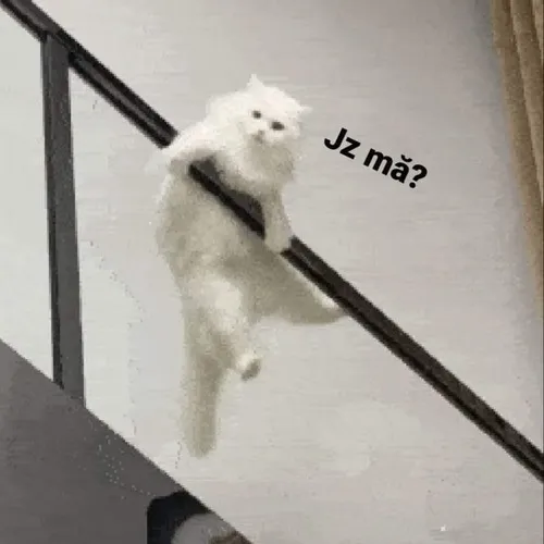 Ảnh chế mèo bựa trở thành xu hướng vui mới