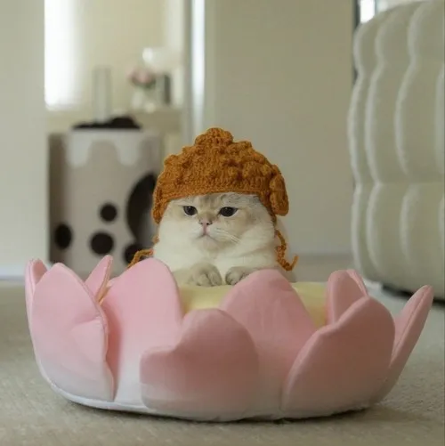 Meme chế mèo troll khơi nguồn cảm hứng sáng tạo