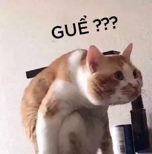 Meme vui mèo bựa lan tỏa năng lượng tích cực