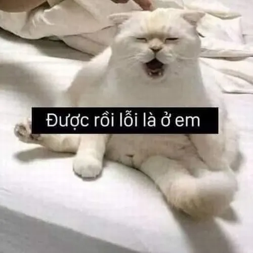 Meme hài mèo nhây khiến dân mạng “xỉu up xỉu down”