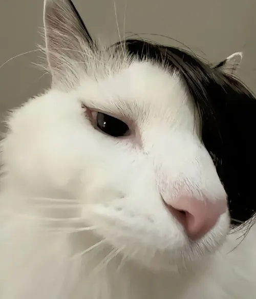 Ảnh vui mèo nhây khiến mọi người quên mệt mỏi