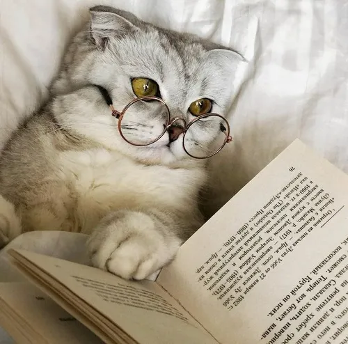 Hình chế mèo nhỏ lim dim ngáp ngủ