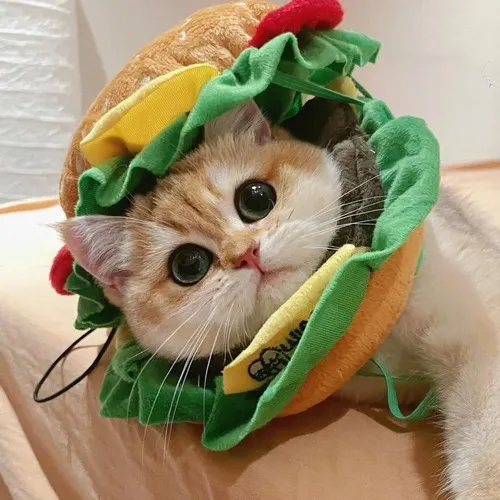 Ảnh vui mèo tròn mắt nhìn camera