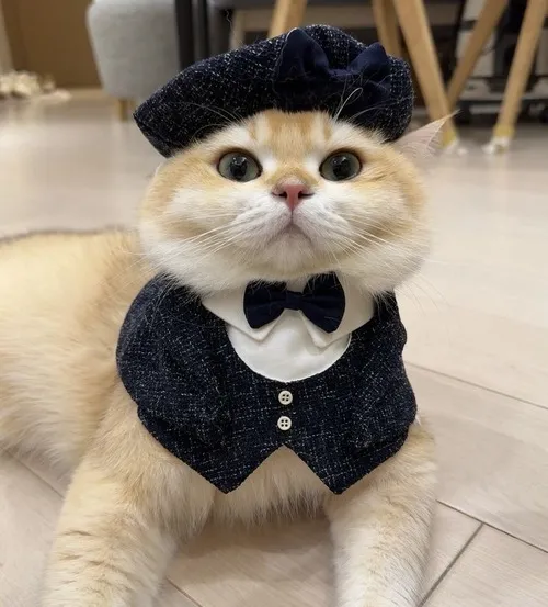 Hình chế vui boss nhỏ ngủ gật