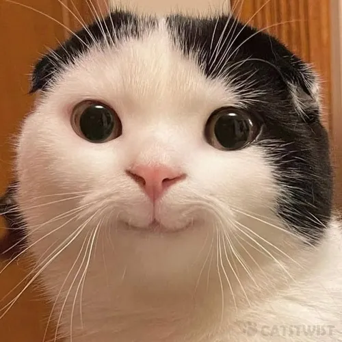 Meme hài boss mèo biểu cảm cực ngộ nghĩnh.