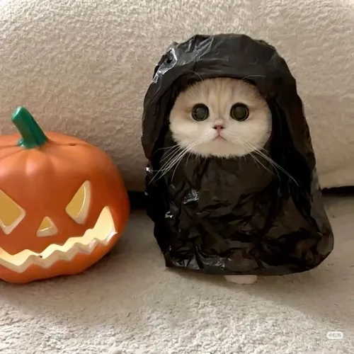 Ảnh vui mèo cute lan tỏa năng lượng tích cực.