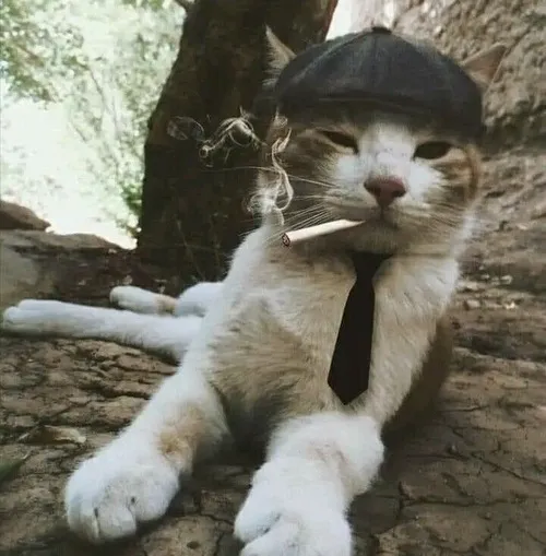 Meme mèo ngọt ngào dễ thương khiến ai xem cũng bật cười