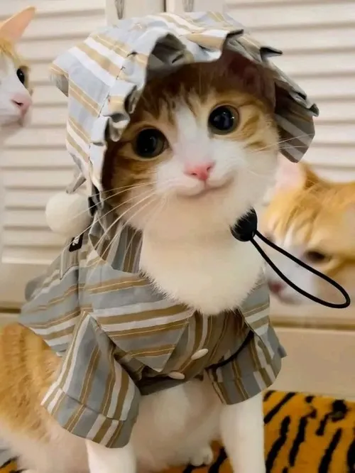 Bộ ảnh mèo đáng yêu nhất năm, nhìn thôi cũng muốn nuôi ngay