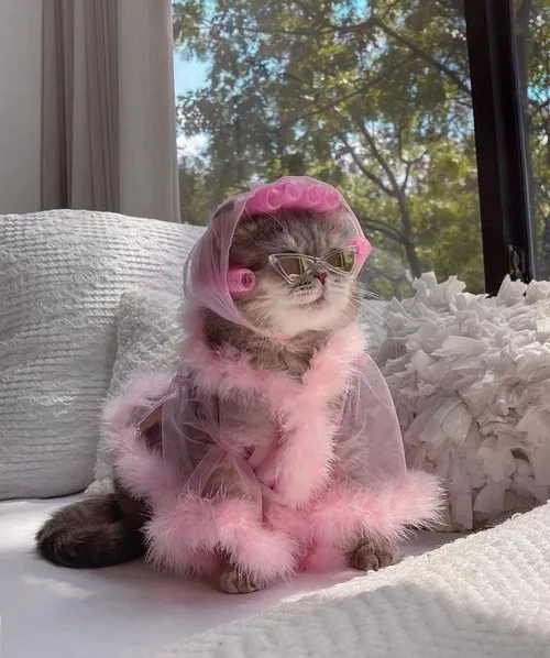 Dân mạng phát sốt vì ảnh mèo nhỏ nằm gọn trong tay