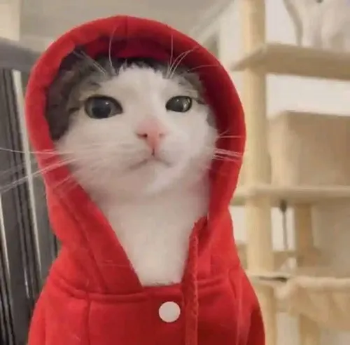 Meme mèo ngộ nghĩnh khiến ai nhìn cũng cười.