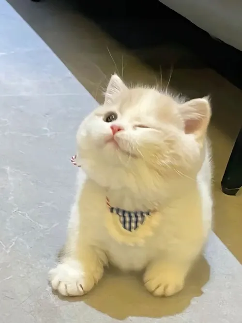 Ảnh vui mèo nhỏ thân thiện nhìn muốn bế liền.