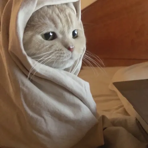 Meme mèo đáng yêu với caption “đang nhớ đồ ăn”.