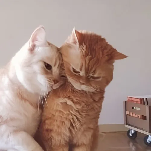 Ảnh vui mèo thân thiện chill cực đỉnh.