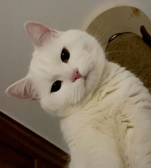 Ảnh meme vui mèo đội mũ len nhỏ xinh.